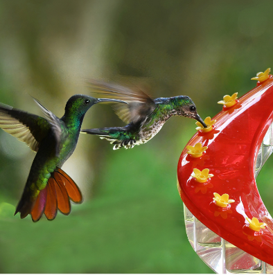 Brighten Your Backyard: The Hatmeo DNA Helix Hummingbird Feeder