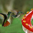 Brighten Your Backyard: The Hatmeo DNA Helix Hummingbird Feeder