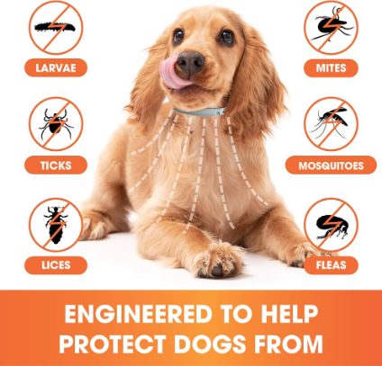 Keeping Bugs At Bay With Hatmeo Pet Collar's Innovative Solution